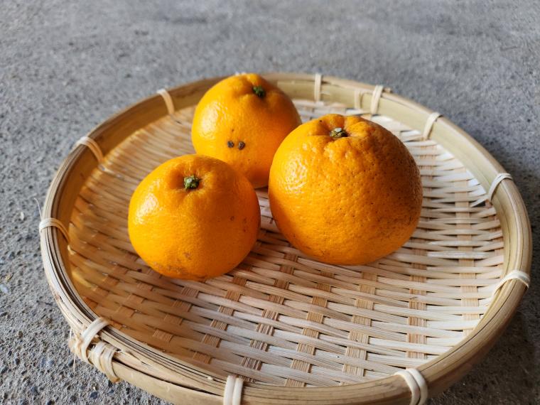 【ネット限定】福岡自然農園の無無はるみ