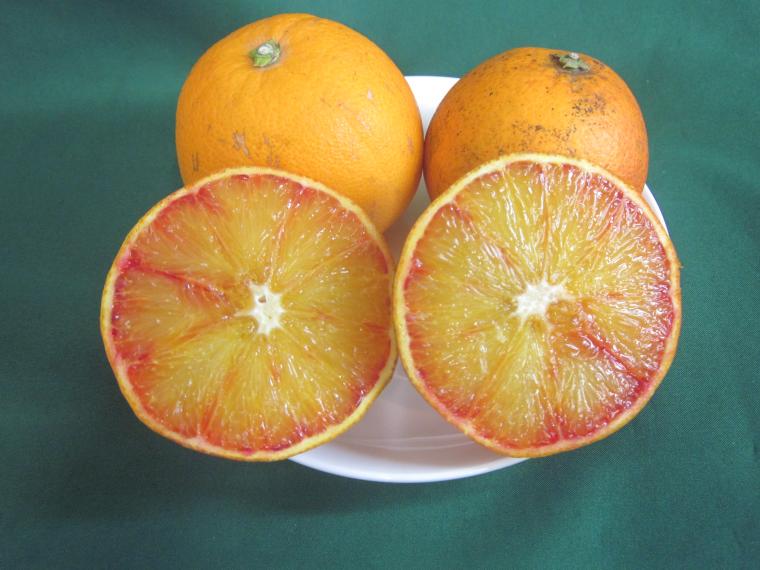 【ネット限定】福岡自然農園の無無ブラッドオレンジ（タロッコ）