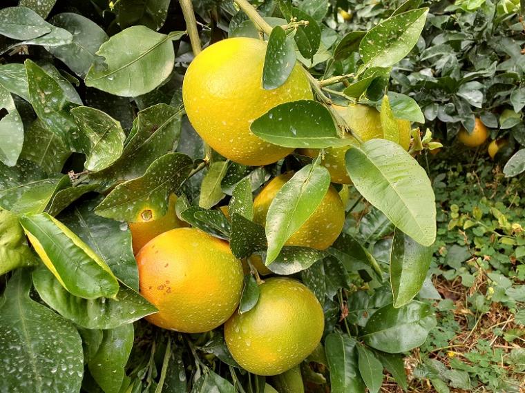 【ネット限定】国産グレープフルーツ（スタールビー）