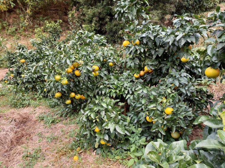 【ネット限定】国産グレープフルーツ（スタールビー）