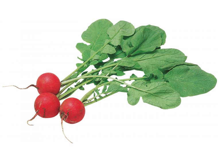 【ネット限定】農福連携企画『しいのみ応援野菜セット』