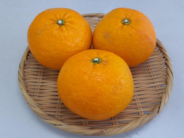 【ネット限定】中島ゆうきの里の有機甘夏