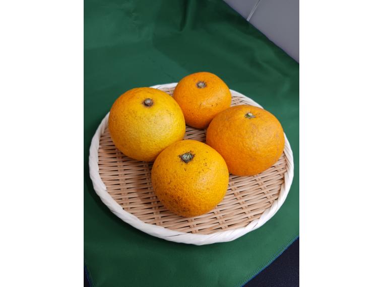 【ネット限定】福岡自然農園の無無サマーフレッシュ