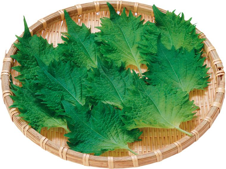 無無大葉 10枚