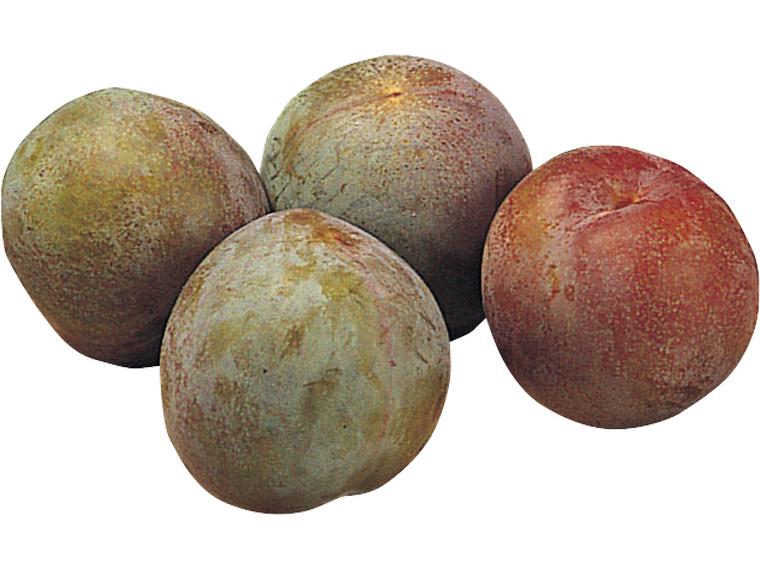 プラム(ソルダム) 450g（4〜10玉）