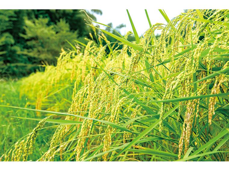 富久長　八反草　純米吟醸　ハイブリッド生もと 720ml