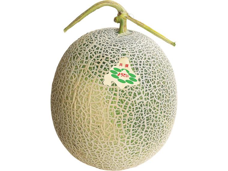 予約　北海道ようていメロン １玉（1.2ｋｇ）