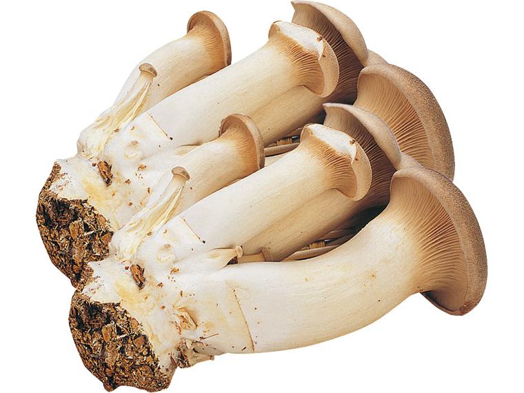 株採りエリンギ２個パック１１０ｇ×２　