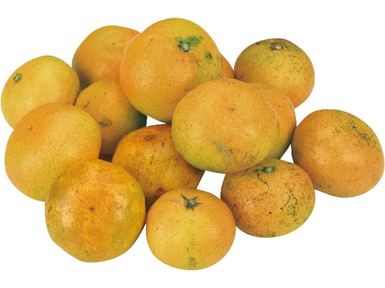 もったいないみかん（天候被害果） 1kg（2S〜2L）