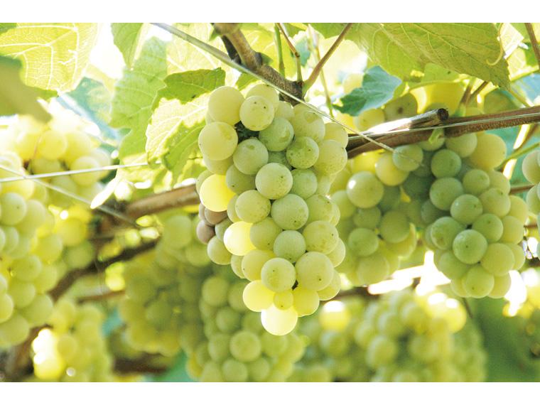 アルプス完熟ナイアガラ（白） 720ml