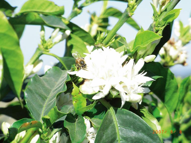 純粋蜂蜜コーヒー（ブラジル産） 450g