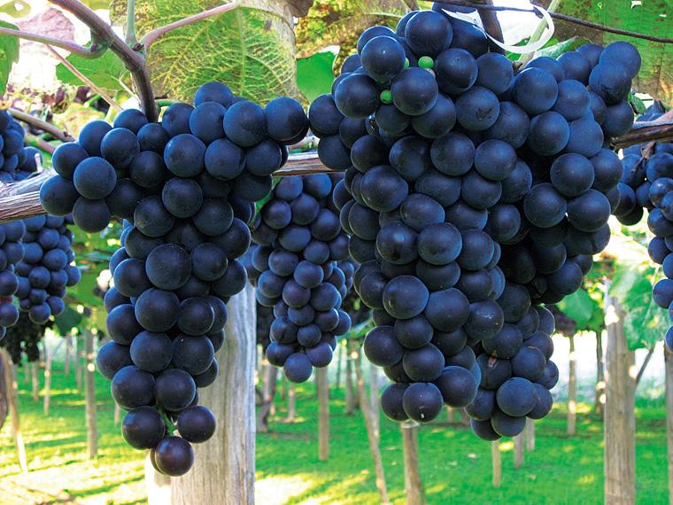 おたる初しぼりキャンベルアーリ（ロゼ） 720ml