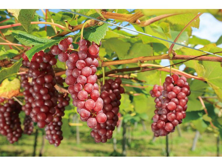 おたる初しぼりデラウェア辛口（白） 720ml