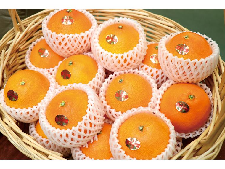 愛媛の果実　柑橘紅まどんな入りゼリー 150g×6