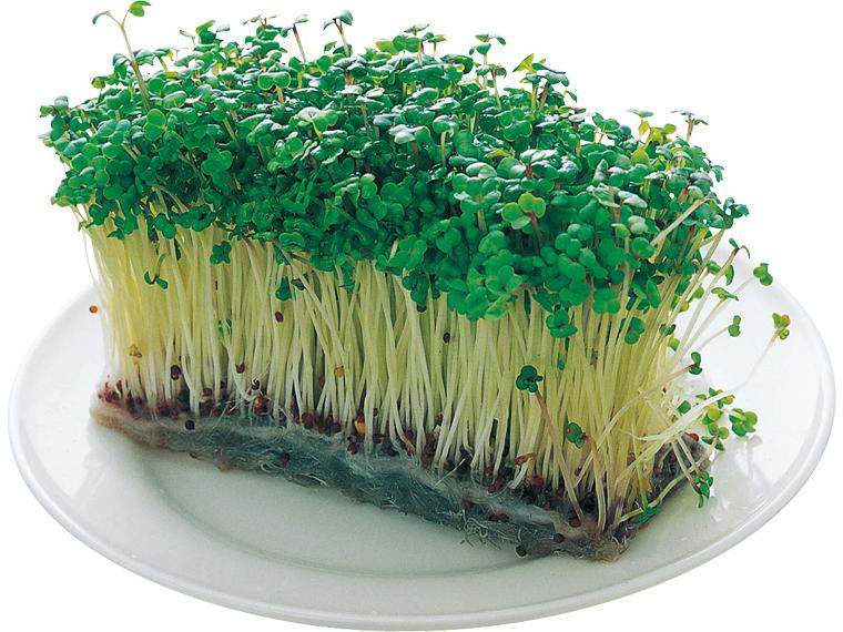 ブロッコリーの新芽（スプラウト） 1束(可食部30g)