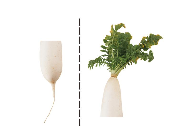 三浦大根（洗い） 1/2本カット（上下おまかせ）