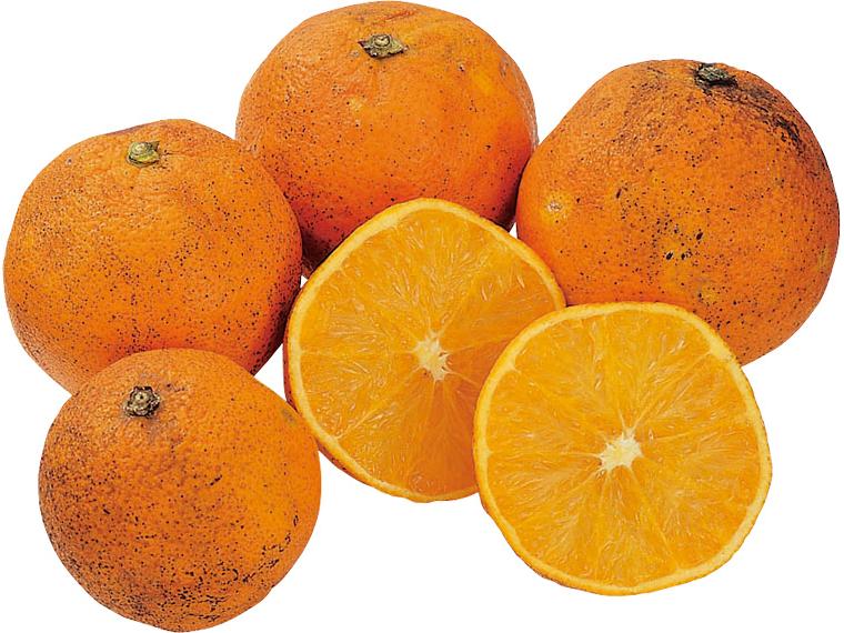 福岡自然農園の無無ネーブルオレンジ 800g（M〜3L）（大小込み）