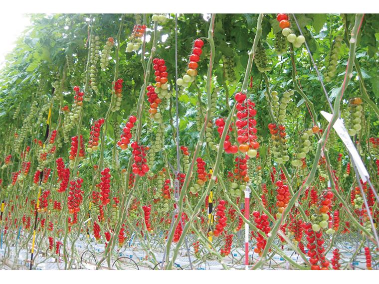 ミニトマト（甘房ルビー） 180g