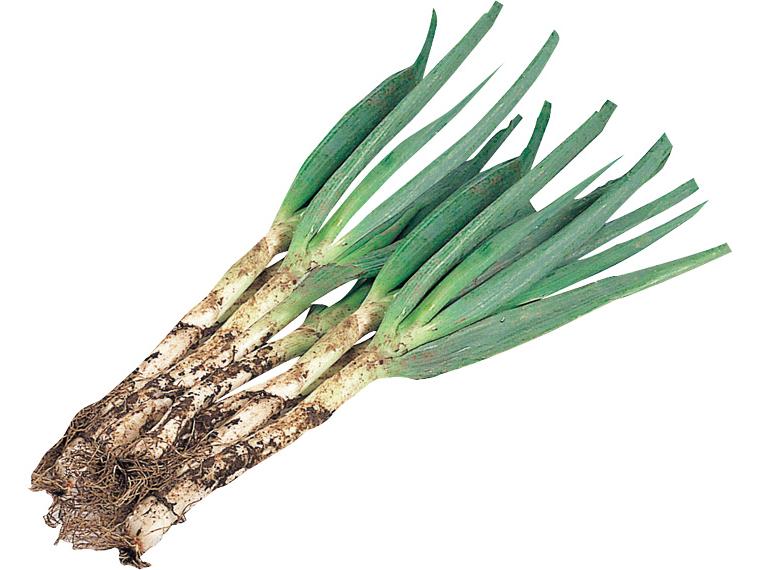 房総の土香ねぎ 1kg