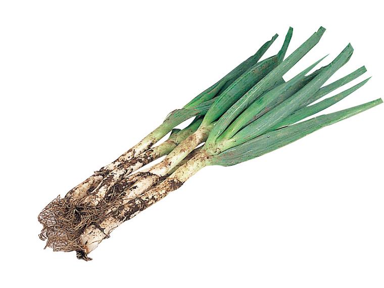 房総の土香ねぎ 500g