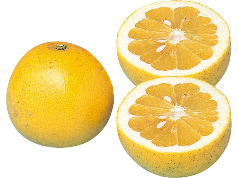 河内晩柑 700g（2〜3玉）（S〜3L）