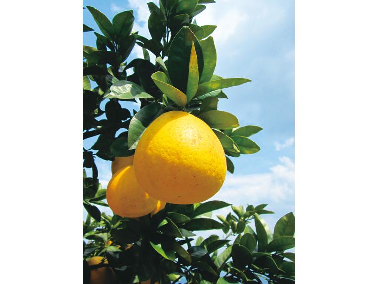 大玉河内晩柑 2玉（700g）（3L〜4L）