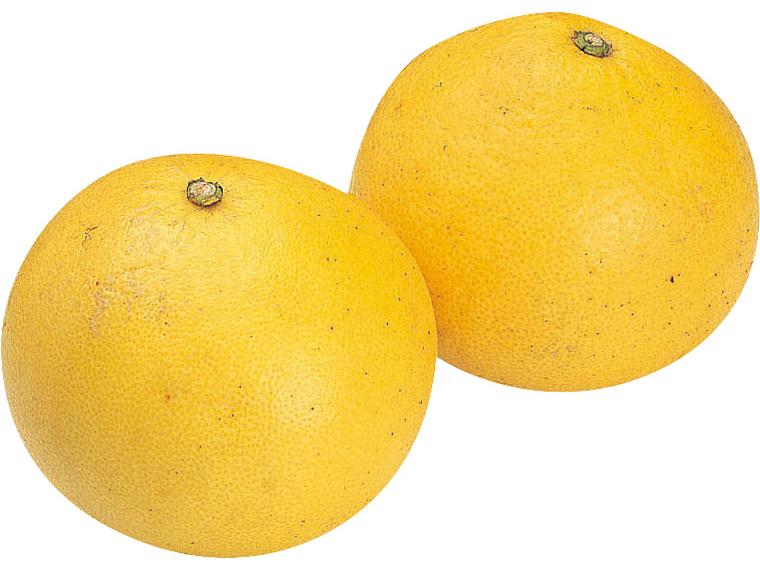 木成り大玉パール柑（天草文旦） 2玉900g（3L〜5L）