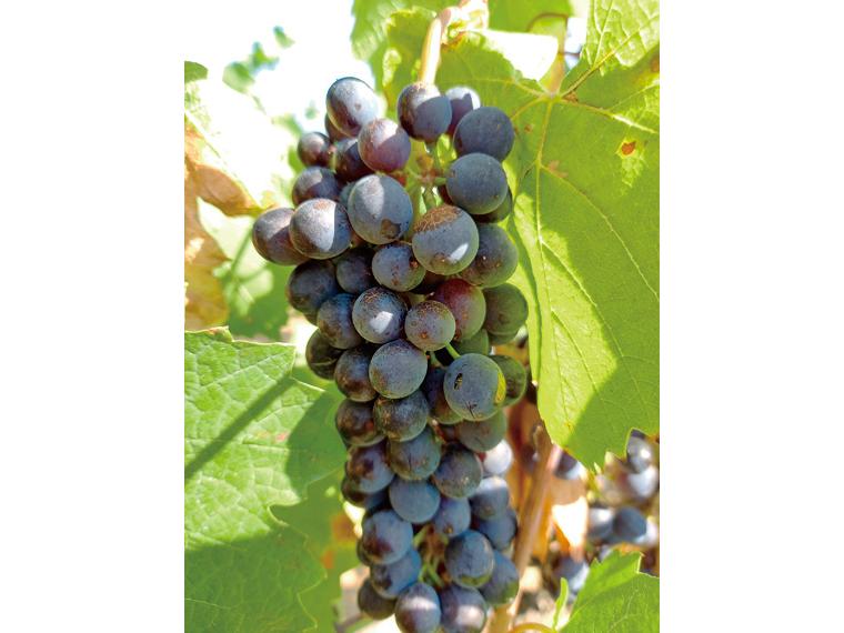 ≪数量限定36点（抽選）≫ボジョレー・ヴィラージュ　２０２５　赤 750ml