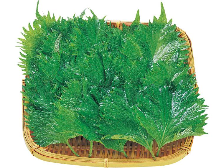 大葉（大パック） 15枚