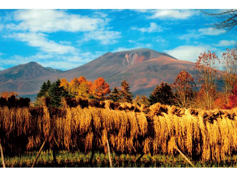 長野コシヒカリ(天日干し) 5kg