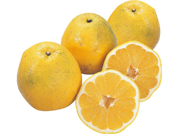 木成り河内晩柑 1.4kg（4〜6玉）（S〜2L）