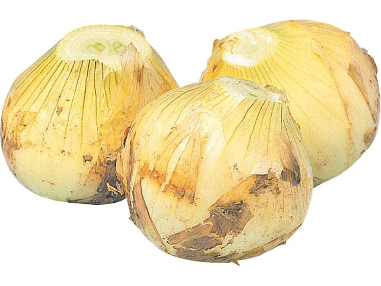 新玉ねぎ 500g+100g