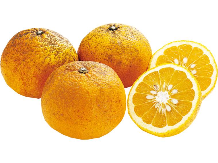 福岡自然農園の無無甘夏 1.2kg（サイズおまかせ）