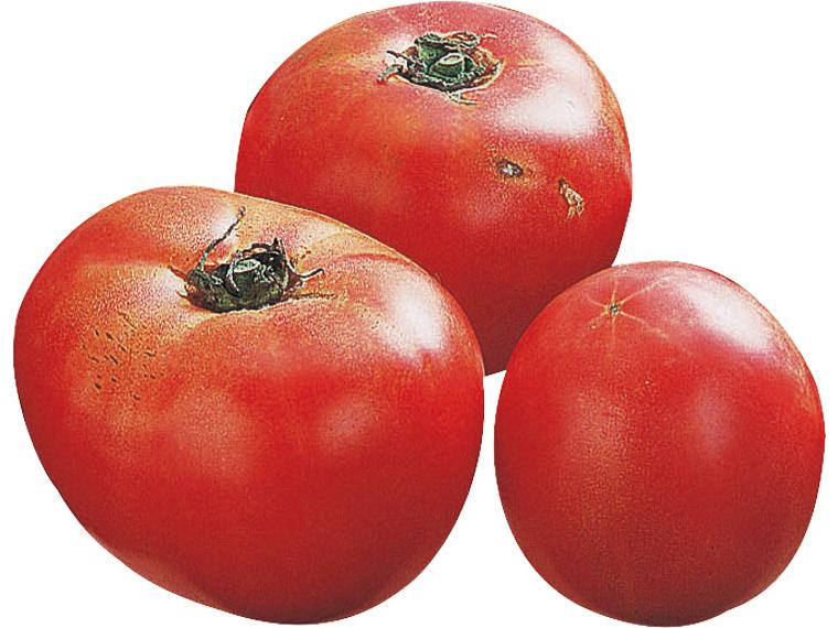 登録　高原露地トマト（受付） 500ｇ