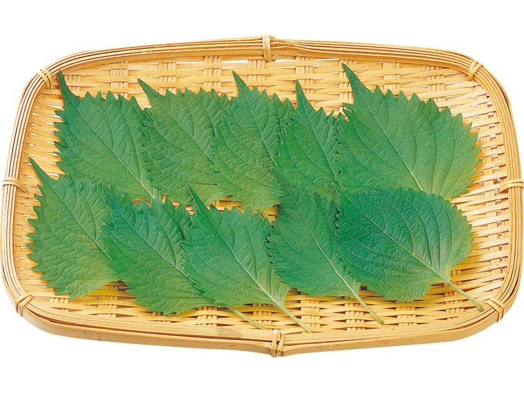 大葉 10枚