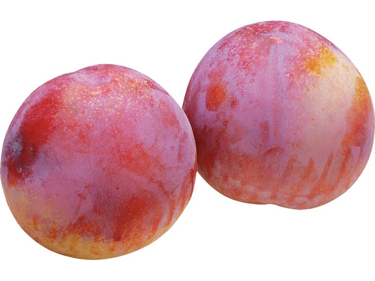 プラム（品種おまかせ） 貴陽：300g（2玉）または太陽：450g（4〜8玉）
