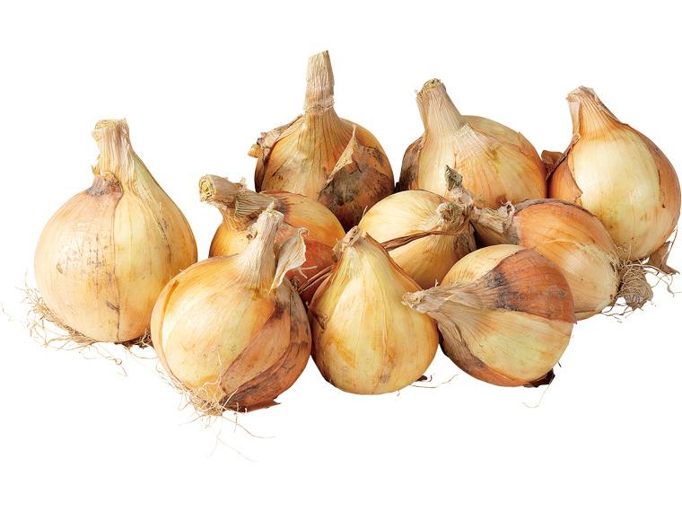 米の精　根付き玉ねぎ 1.8kg