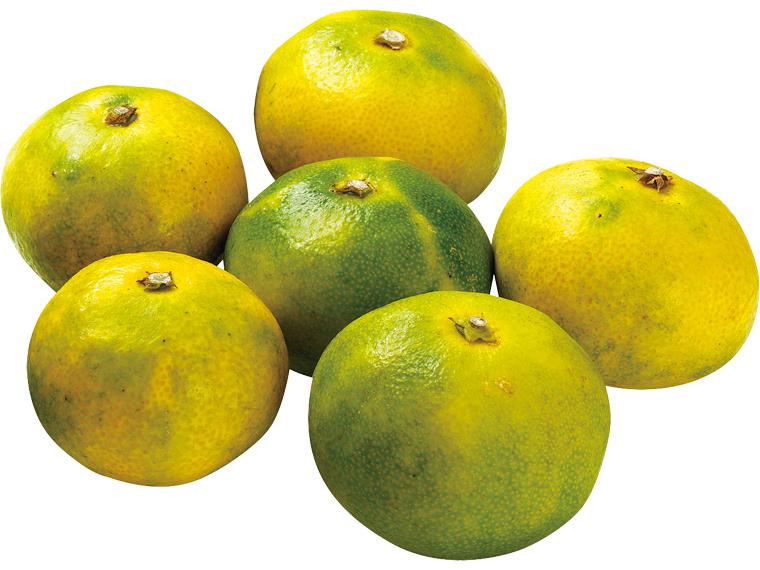 大矢野（熊本）極早生みかん 600g（2S〜L）