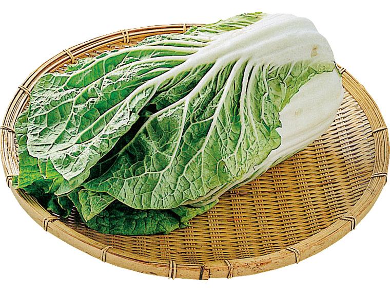 【企画中止】ミニ白菜１株 1株