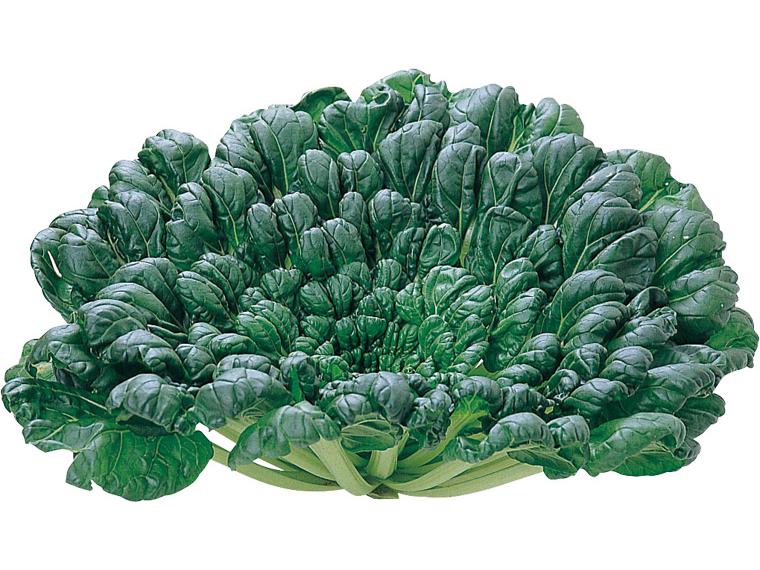無無ター菜 1株(220g)