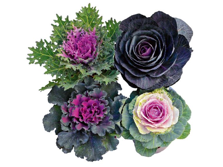 花苗・葉牡丹4種セット  4種各1株