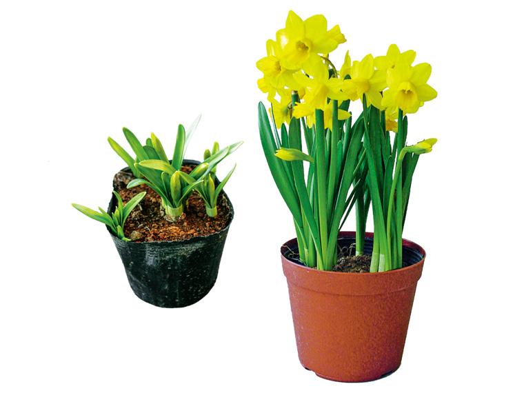 花鉢・ミニ水仙(ティタティト)  1鉢 