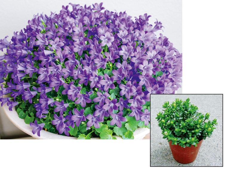 花苗・ベルフラワー  1個 