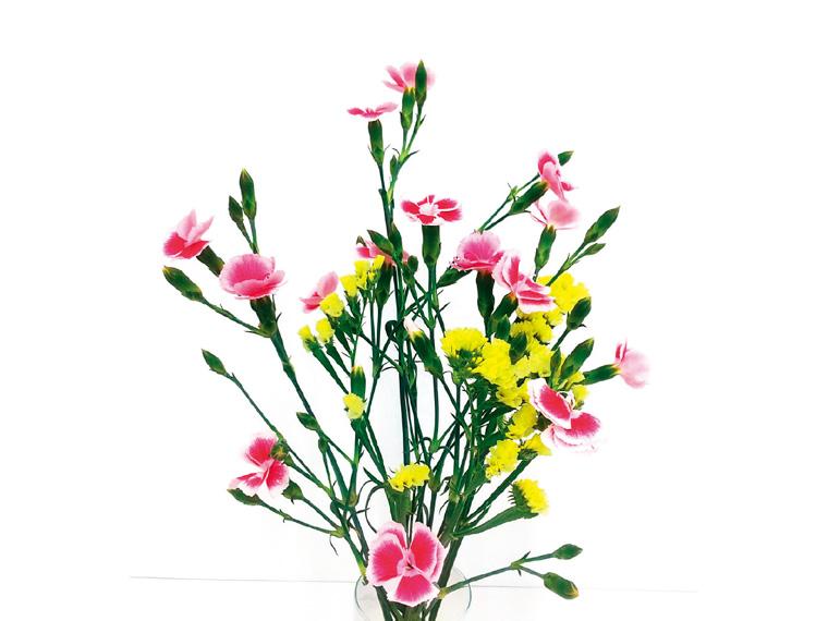 ダイアンサスセット  4本 