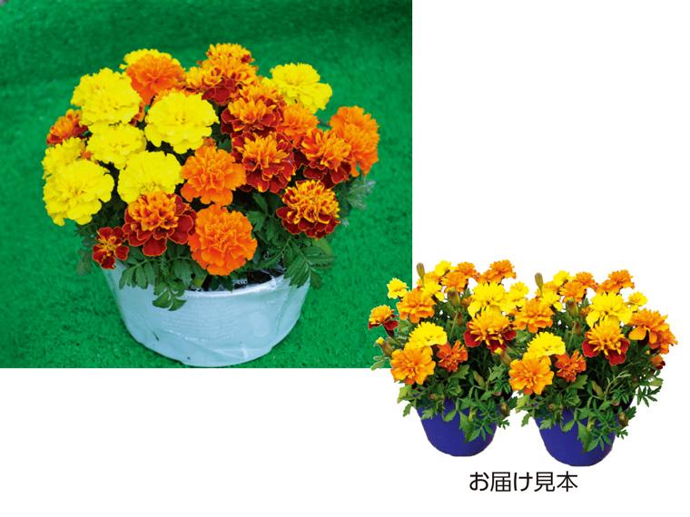 花苗・カラフルマリーゴールド  2株 