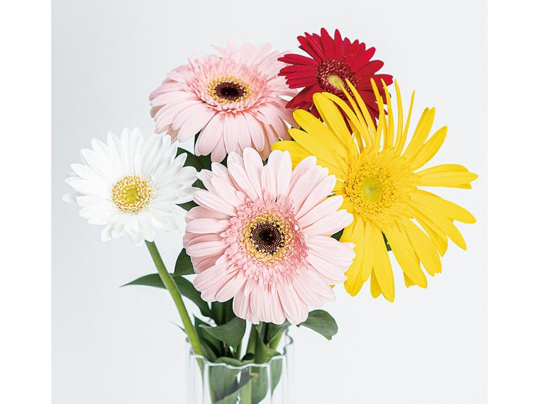 ガーベラセット  5本 