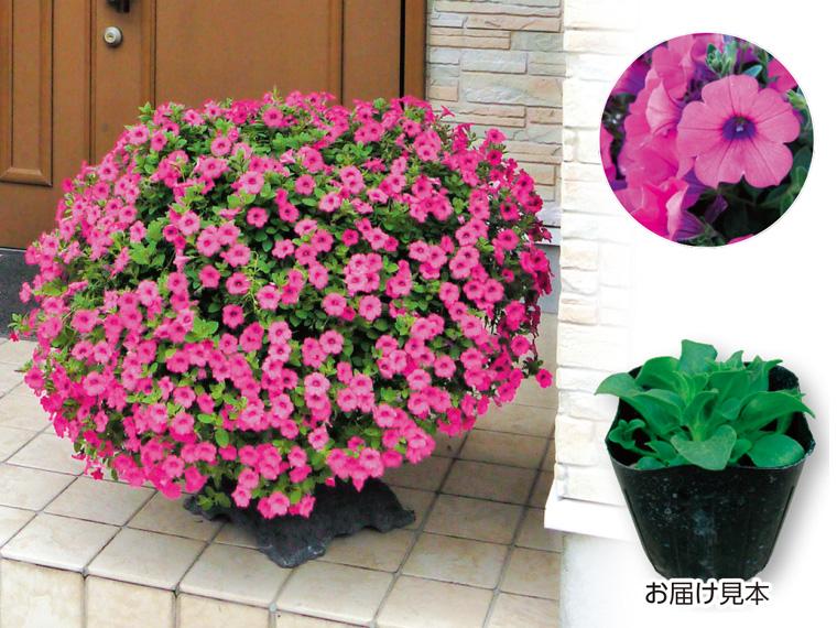 花苗・ ペチュニア ソフィアの宝石(バイオレット)  1株 