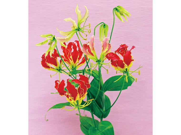 季節の花束(グロリオサ)  2本 