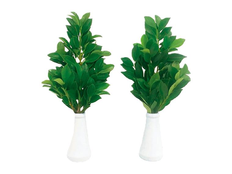 国産榊  1束(2〜3枝×2) 