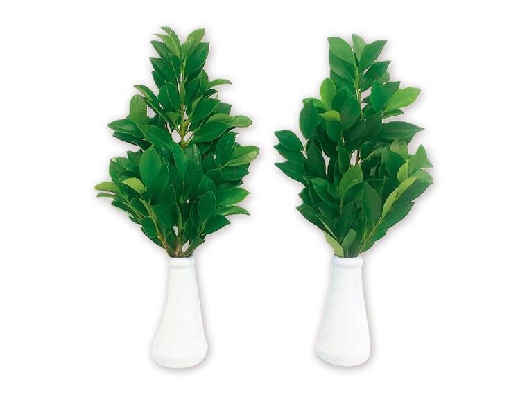 国産榊  1束(2〜3枝×2) 